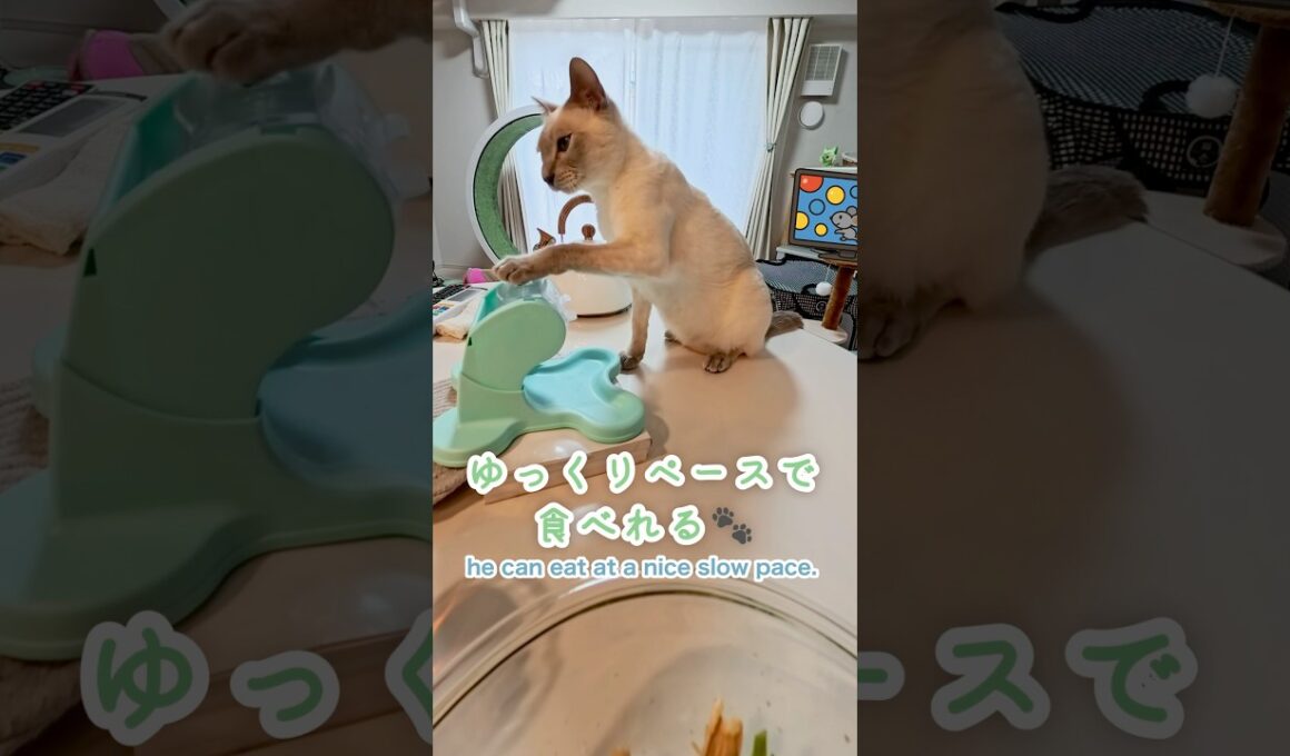 【でるでる自飯器】癒しのごはん時間🐱💕猫と一緒の幸せタイム💖【トンキニーズ】Deru Deru Self-Feeder|Relaxing Mealtime #でるでる自飯器 #猫 #トンキニーズ