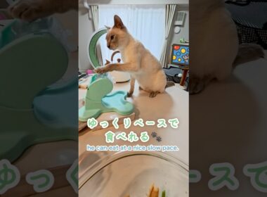 【でるでる自飯器】癒しのごはん時間🐱💕猫と一緒の幸せタイム💖【トンキニーズ】Deru Deru Self-Feeder|Relaxing Mealtime #でるでる自飯器 #猫 #トンキニーズ