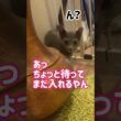 ロシブル💗ラブちゃん・スチールゲート② #ねこ #ラブ  #ロシアンブルー