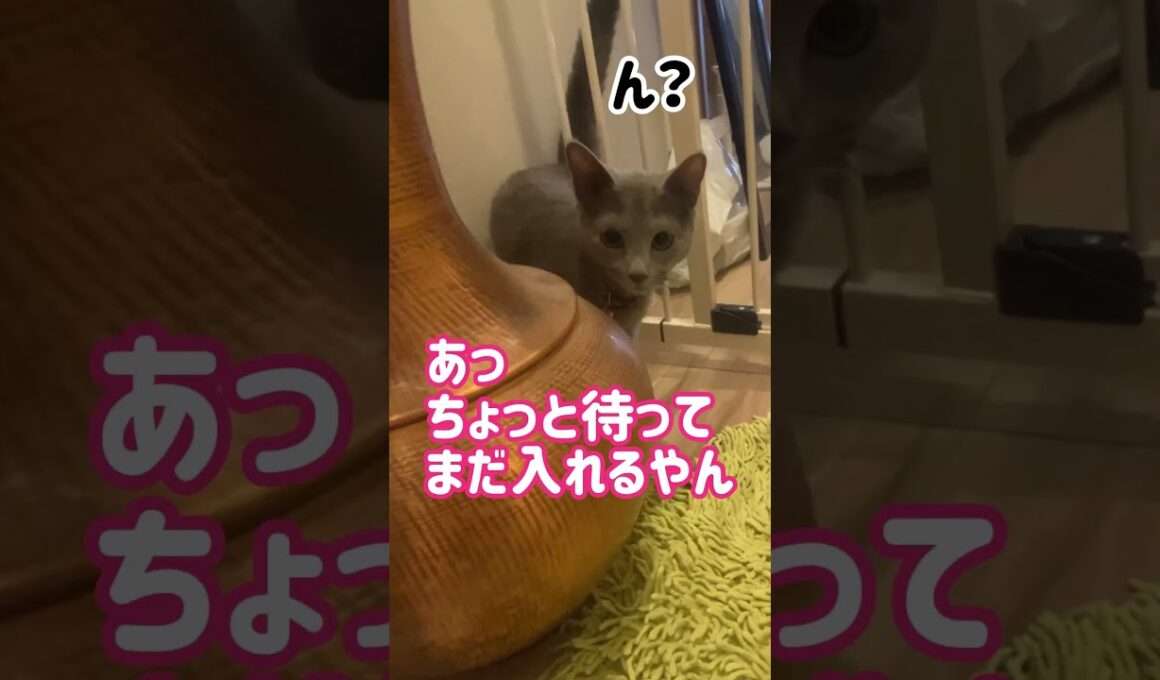 ロシブル💗ラブちゃん・スチールゲート② #ねこ #ラブ  #ロシアンブルー