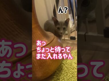 ロシブル💗ラブちゃん・スチールゲート② #ねこ #ラブ  #ロシアンブルー