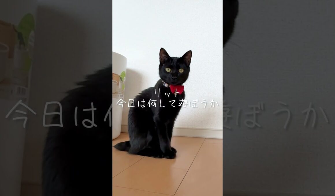 今日はなにして遊ぶ？