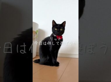 今日はなにして遊ぶ？