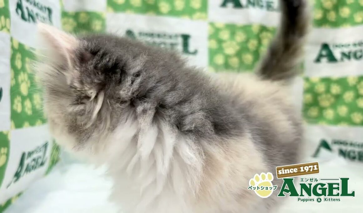 スコティッシュフォールド 2509130 【ペットショップエンゼル　子犬・子猫販売】