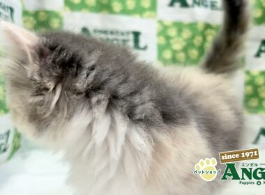 スコティッシュフォールド 2509130 【ペットショップエンゼル　子犬・子猫販売】