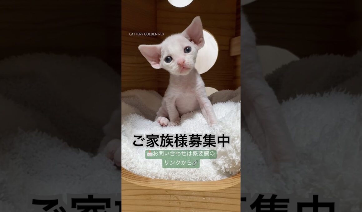 ご家族様募集中。デボンレックスの男の子。2025年9月5日生まれ。 #デボンレックス #ご家族様募集中 #デボンレックスブリーダー #子猫 #デボンレックス子猫 #devonrex #shorts