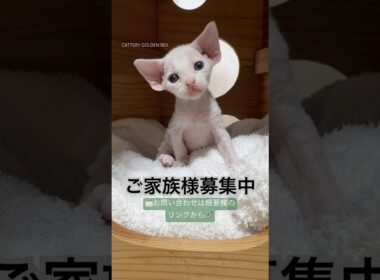 ご家族様募集中。デボンレックスの男の子。2025年9月5日生まれ。 #デボンレックス #ご家族様募集中 #デボンレックスブリーダー #子猫 #デボンレックス子猫 #devonrex #shorts