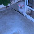 【緊急保護】真夜中に子猫が庭に大泣きでやってきた！