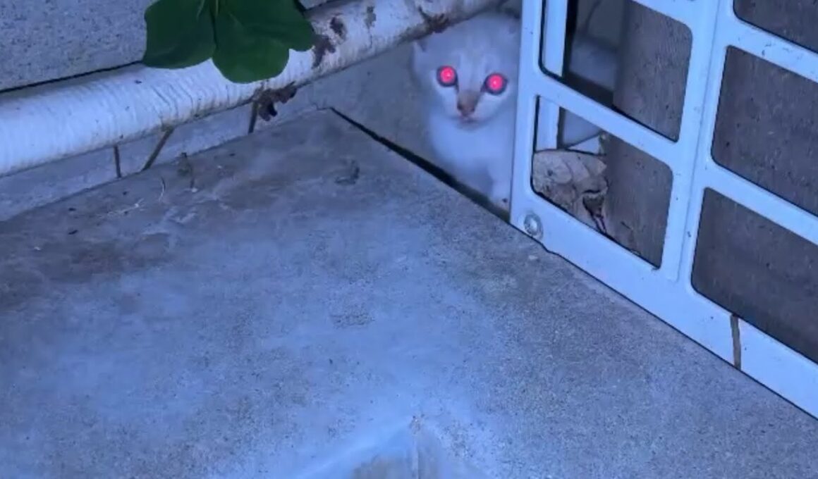 【緊急保護】真夜中に子猫が庭に大泣きでやってきた！