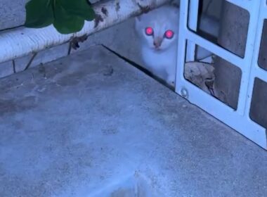 【緊急保護】真夜中に子猫が庭に大泣きでやってきた！