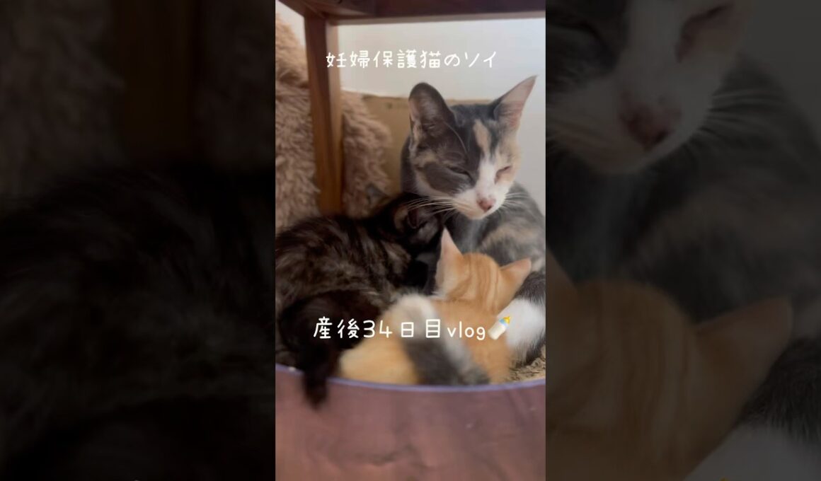 妊婦保護猫のソイ🤎産後３４日目vlog｜チャイがごはん食べる声がかわいすぎるのでぜひ音ありで🫶　#保護猫 #猫の出産 #妊娠猫 #子猫の成長記録 #cat #rescuecat #kitten
