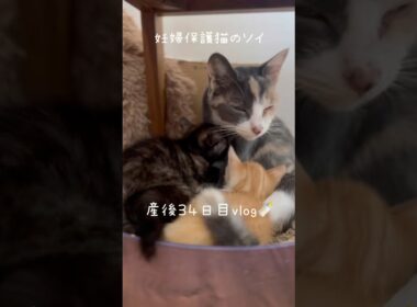 妊婦保護猫のソイ🤎産後３４日目vlog｜チャイがごはん食べる声がかわいすぎるのでぜひ音ありで🫶　#保護猫 #猫の出産 #妊娠猫 #子猫の成長記録 #cat #rescuecat #kitten