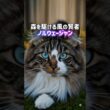 ノルウェージャンとサイベリアン🐈大型猫の違いはわかる⁉️