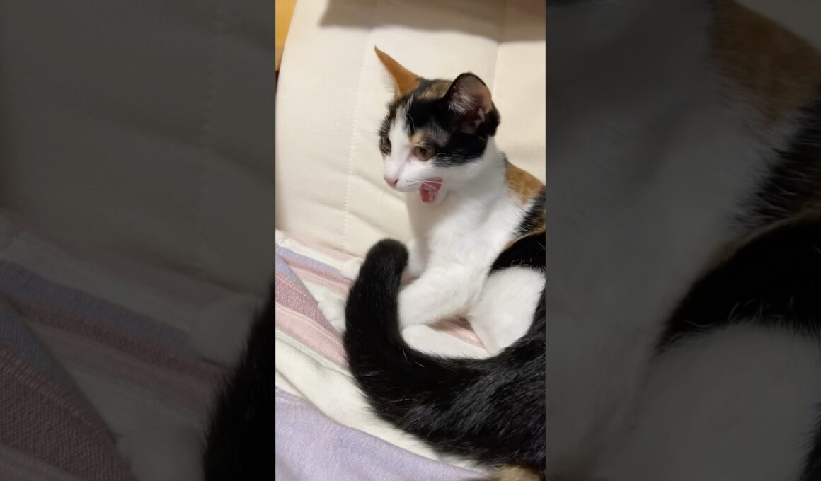 三毛猫の子猫をしっぽであやす黒白猫のポムくん