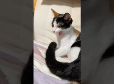 三毛猫の子猫をしっぽであやす黒白猫のポムくん