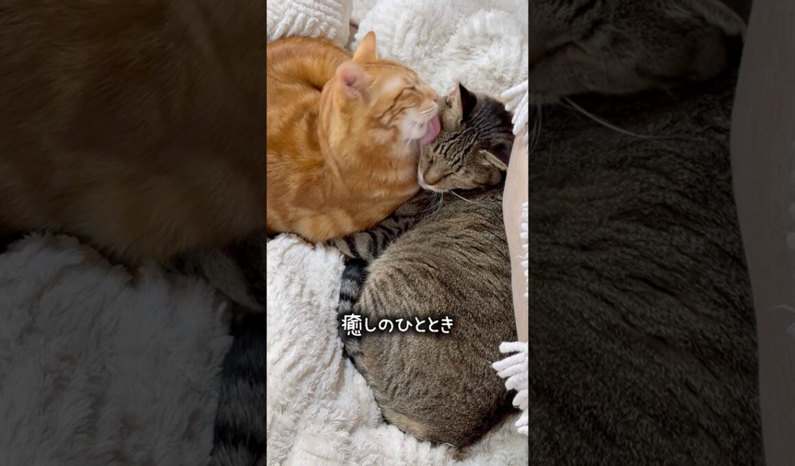 癒しネコ🐱　#保護猫 #ねこ #猫のいる生活 #shorts #cat #猫動画 #funnycats #癒し #毛繕い
