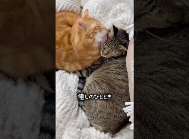 癒しネコ🐱　#保護猫 #ねこ #猫のいる生活 #shorts #cat #猫動画 #funnycats #癒し #毛繕い