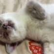 おなか丸出しシャムの子ネコ雫ちゃん。おなかナデナデしたら、寝返りを打つ
