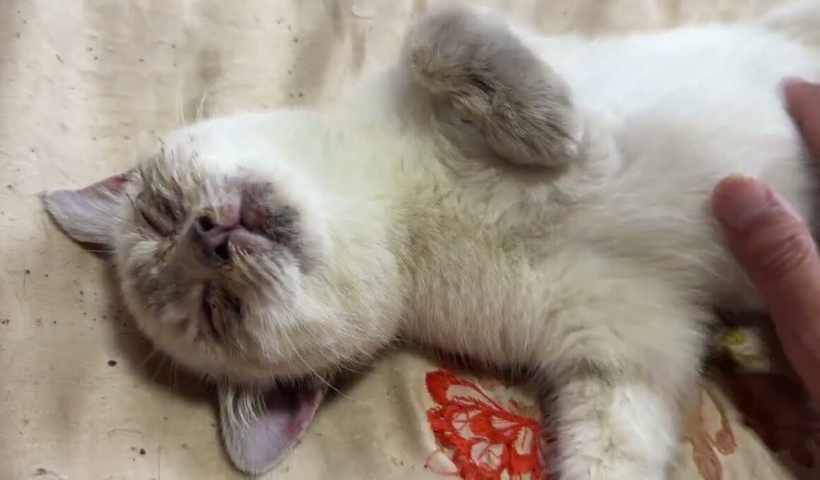 おなか丸出しシャムの子ネコ雫ちゃん。おなかナデナデしたら、寝返りを打つ