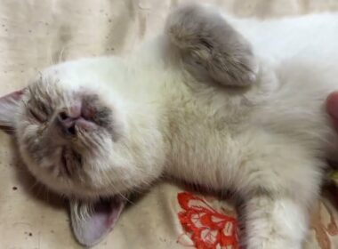 おなか丸出しシャムの子ネコ雫ちゃん。おなかナデナデしたら、寝返りを打つ