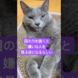 ウッソにゃ〜❤️ #猫 #ロシアンブルー #shorts