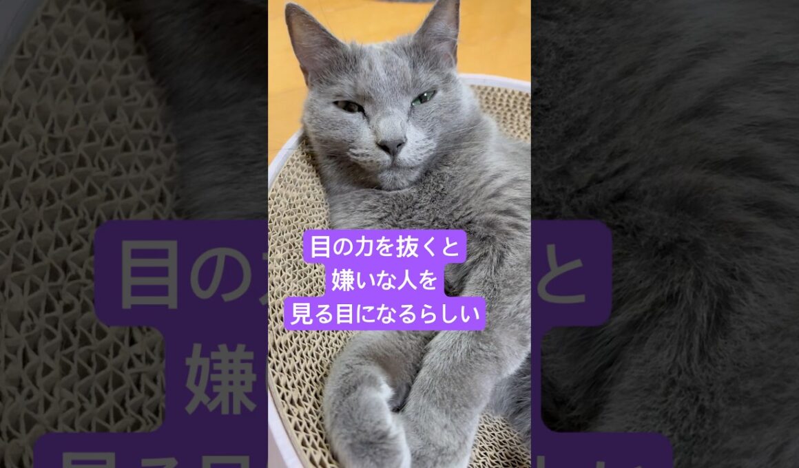 ウッソにゃ〜❤️ #猫 #ロシアンブルー #shorts
