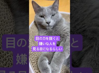 ウッソにゃ〜❤️ #猫 #ロシアンブルー #shorts