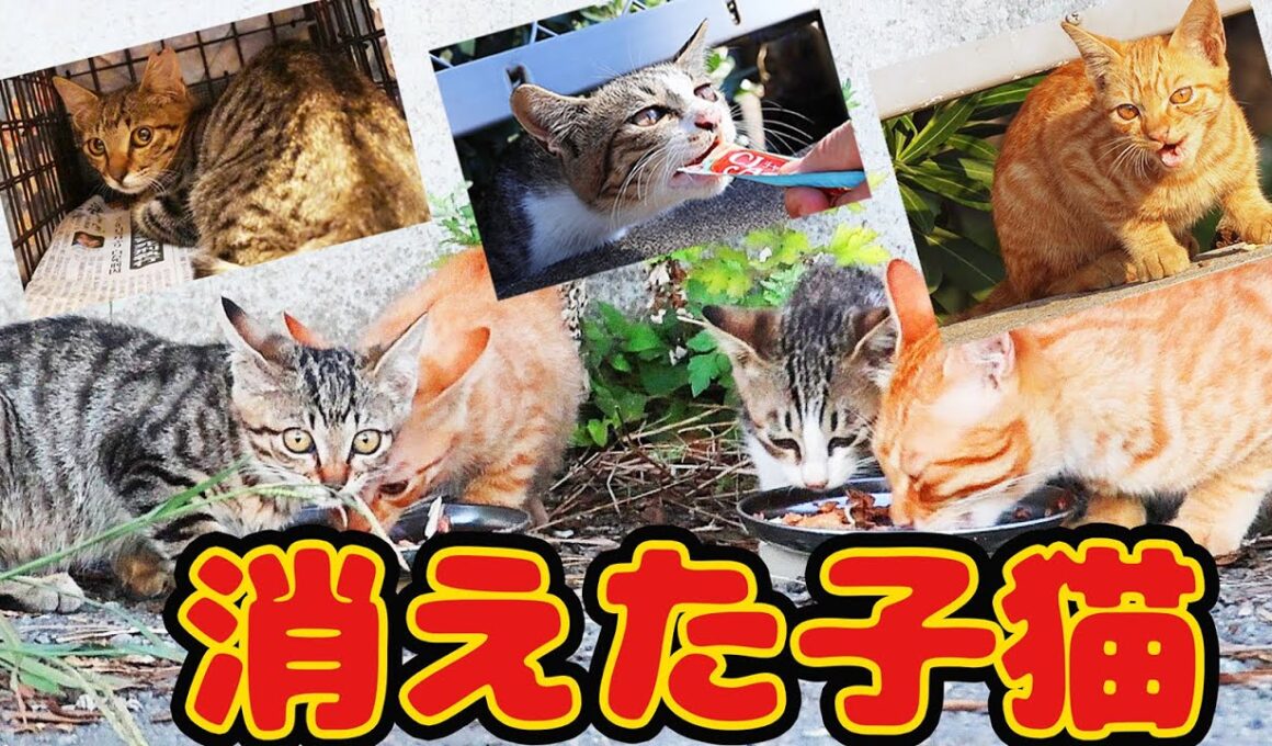 【子猫 母猫 捕獲】生きてた！死との不安の闘いにボランティアさん震えた…