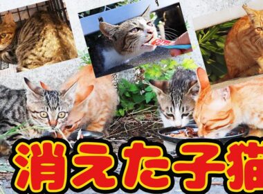 【子猫 母猫 捕獲】生きてた！死との不安の闘いにボランティアさん震えた…
