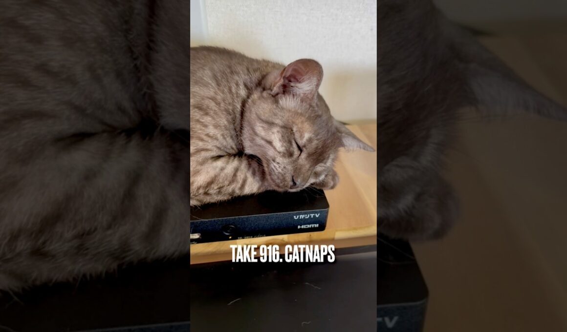 #うたた寝 #catnaps #眠り猫 #ねむりねこ #ひかりtv #egyptianmaucat #エジプシャンマウ #エジプシャンマウスモーク #エジプシャンマウの仲間たち #shorts