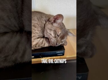 #うたた寝 #catnaps #眠り猫 #ねむりねこ #ひかりtv #egyptianmaucat #エジプシャンマウ #エジプシャンマウスモーク #エジプシャンマウの仲間たち #shorts