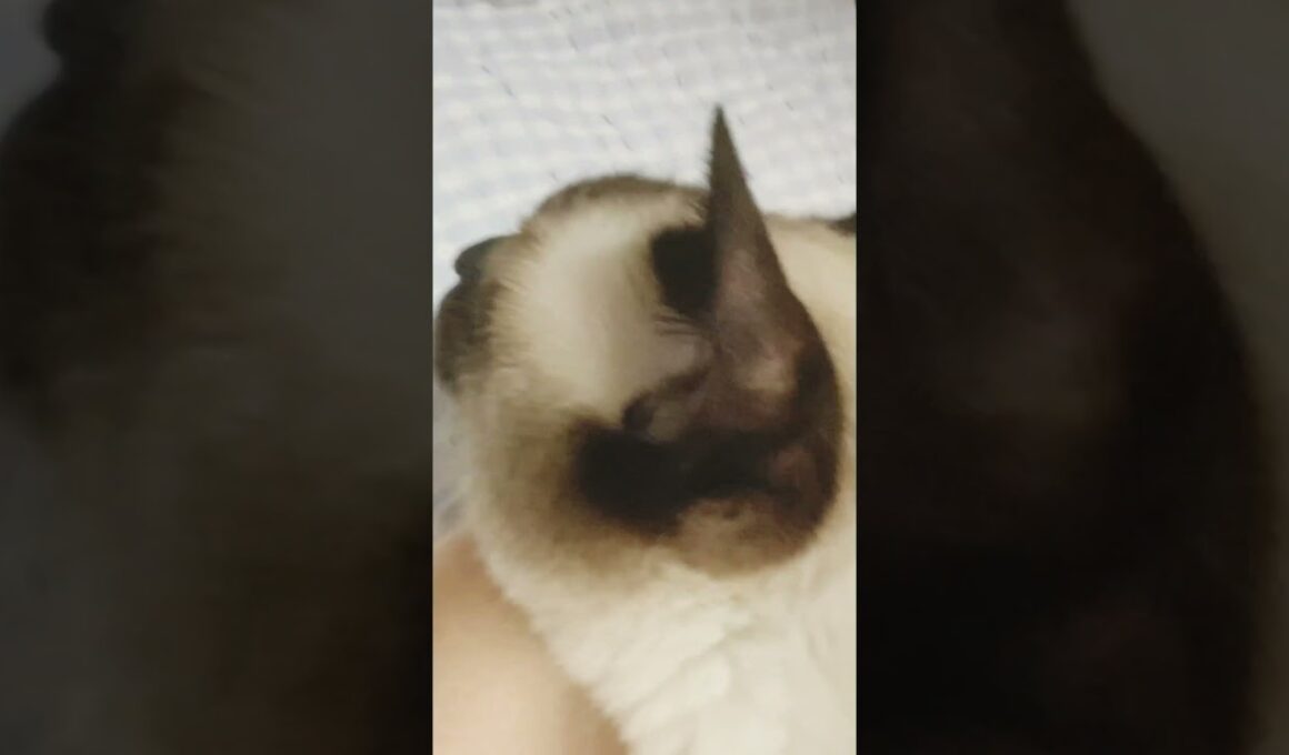 シャム猫ムーン🌙チャンネル・ムンちゃんとお昼寝 #moon #siamese＃しゃむねこ