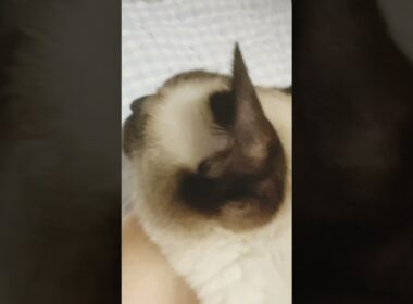 シャム猫ムーン🌙チャンネル・ムンちゃんとお昼寝 #moon #siamese＃しゃむねこ