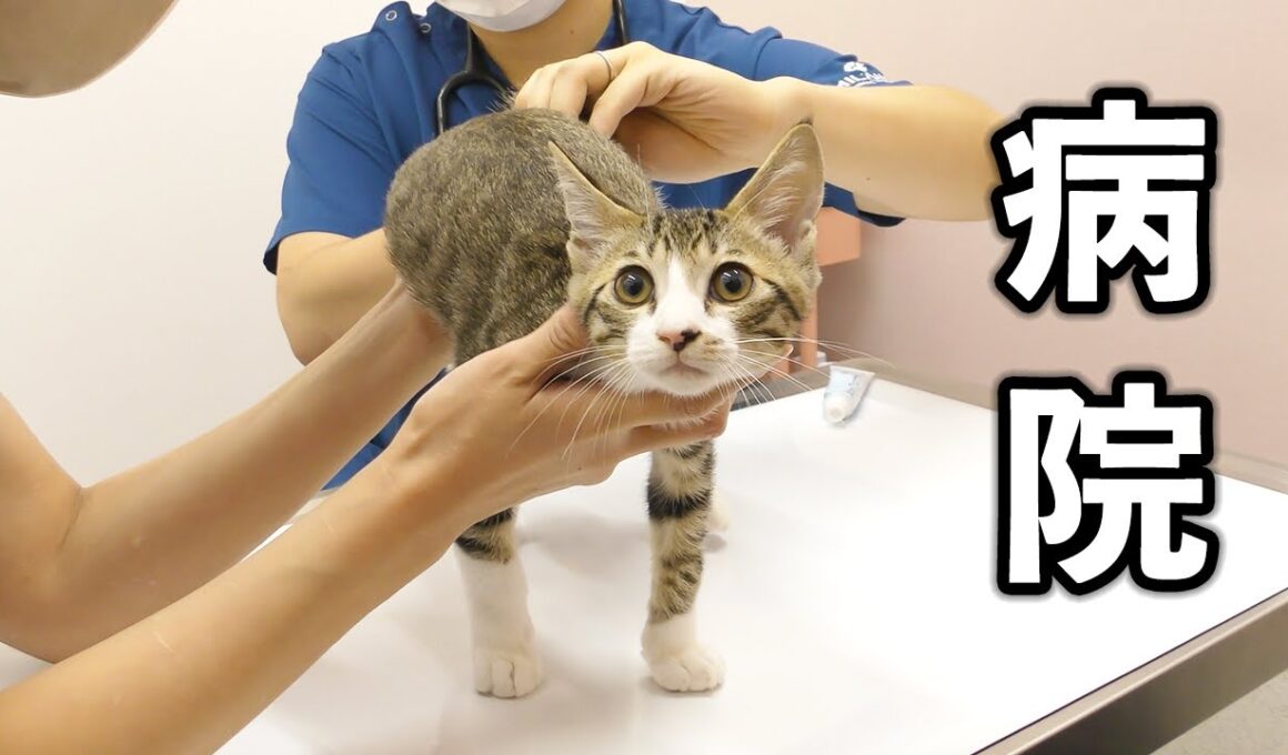 子猫に異変があったので病院に連れて行きました...