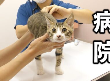 子猫に異変があったので病院に連れて行きました...