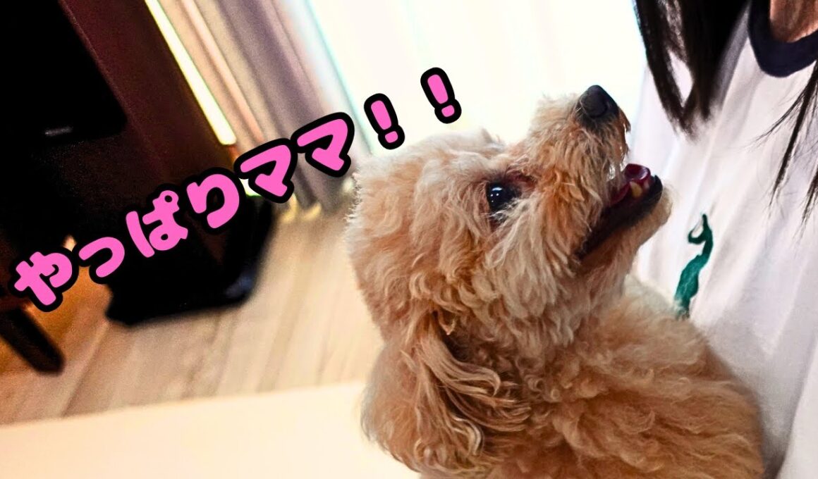 赤ちゃんがいてもやっぱりママの一番になりたいトイプードルが可愛すぎました…