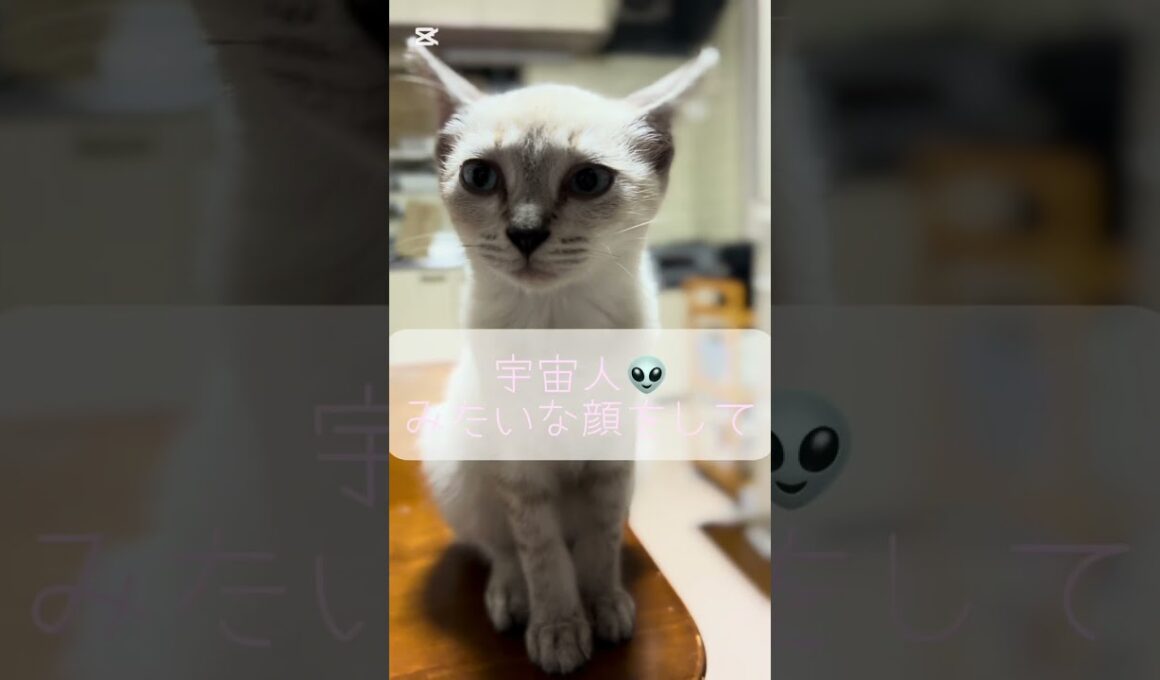 RUMちゃん総集編その１。 #シャムトラ #シャムトラミックス #猫のいる暮らし