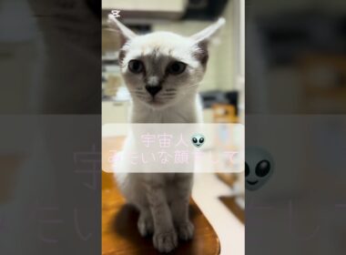 RUMちゃん総集編その１。 #シャムトラ #シャムトラミックス #猫のいる暮らし