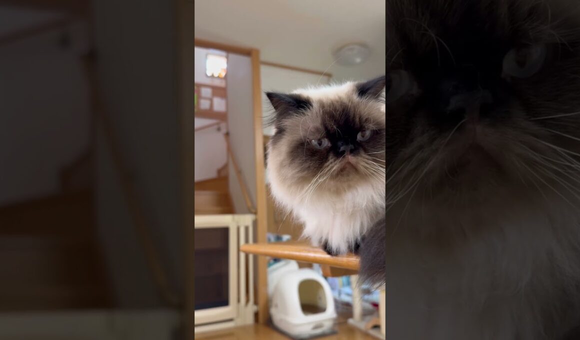 【こぎんの猫日和】ぽんすけ今日も周りを観察中 #猫 #ヒマラヤン #猫のいる暮らし #猫との暮らし #ねこ #cat