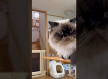 【こぎんの猫日和】ぽんすけ今日も周りを観察中 #猫 #ヒマラヤン #猫のいる暮らし #猫との暮らし #ねこ #cat