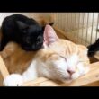 子猫が背中に乗っても気にしない先住猫