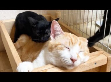 子猫が背中に乗っても気にしない先住猫