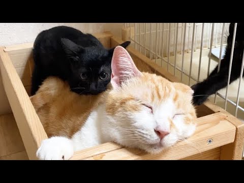 子猫が背中に乗っても気にしない先住猫