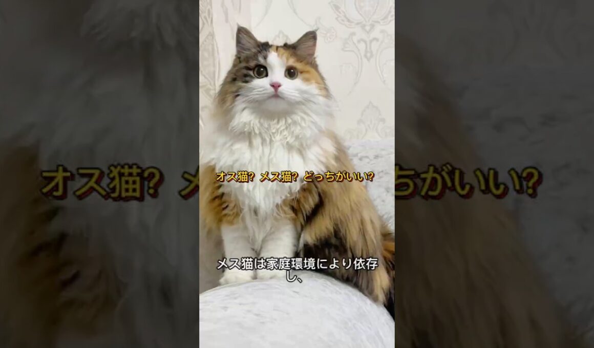 オス猫とメス猫の違いを解説｜飼うならどっち？#猫 #オス猫 #メス猫 #猫の違い #猫の豆知識 #猫好きさんと繋がりたい