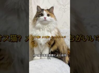 オス猫とメス猫の違いを解説｜飼うならどっち？#猫 #オス猫 #メス猫 #猫の違い #猫の豆知識 #猫好きさんと繋がりたい