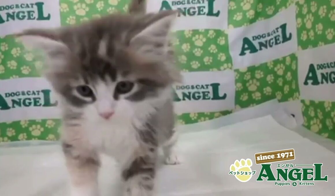 サイベリアン 2509039 【ペットショップエンゼル　子犬・子猫販売】