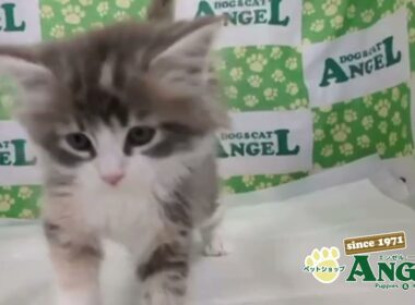 サイベリアン 2509039 【ペットショップエンゼル　子犬・子猫販売】