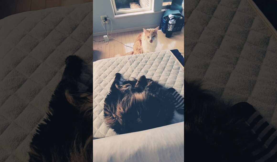 おはよう猫たち