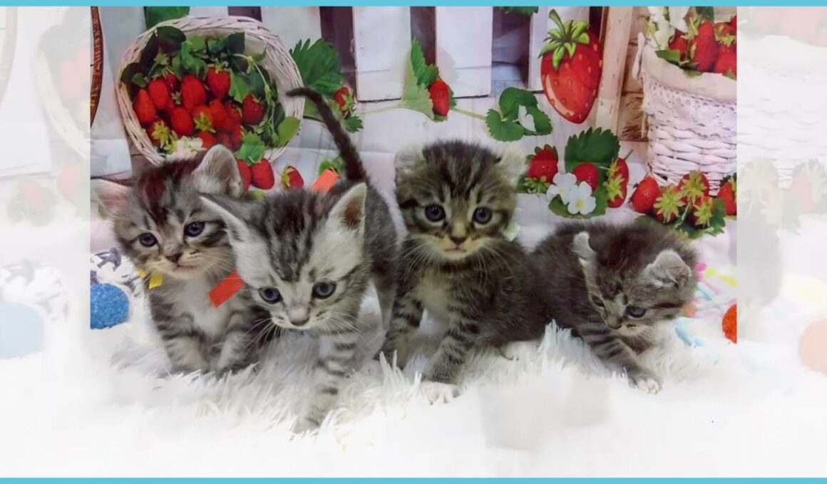 Coo&RIKU　No.00731977 アメリカンカール（立ち耳）