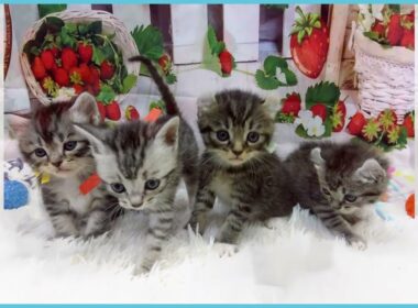 Coo&RIKU　No.00731977 アメリカンカール（立ち耳）